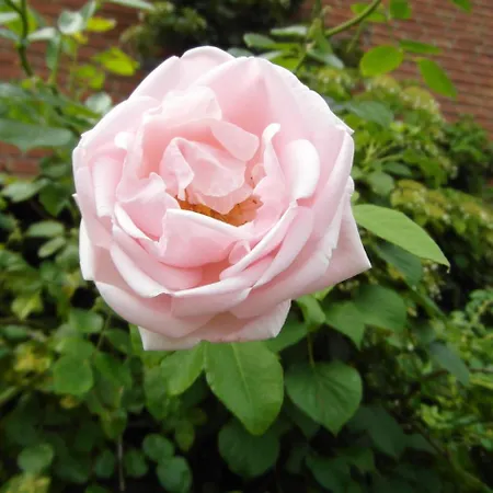 Borchert Lejlighed *