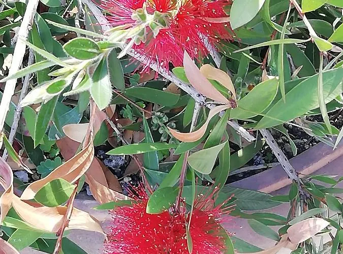 Borchert راتينو