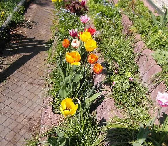 شقة Borchert راتينو