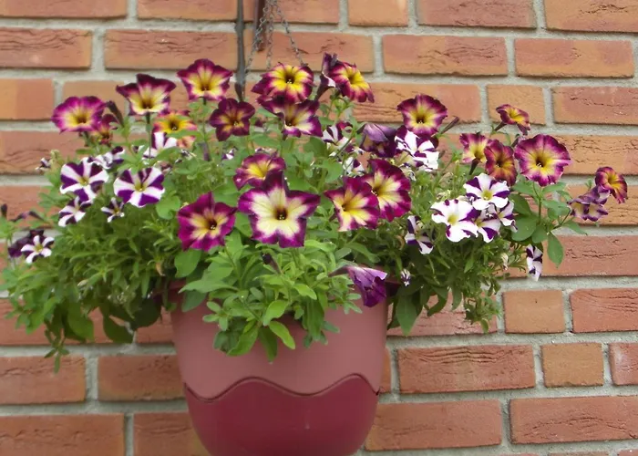 Borchert * راتينو