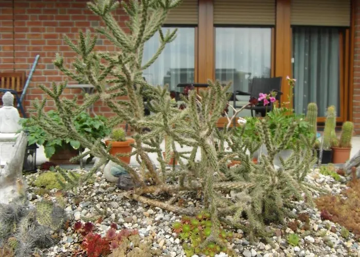 Borchert راتينو