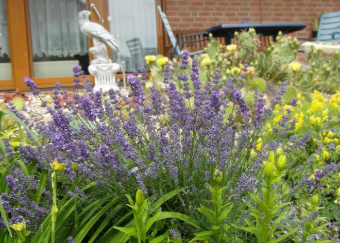 Borchert * راتينو