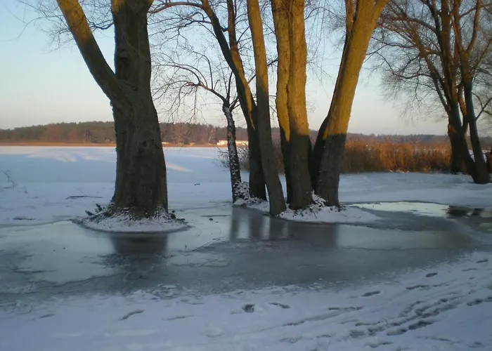 Borchert * راتينو